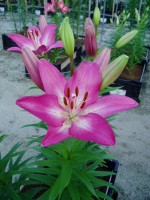 [1698 Arbatax VH No01.JPG]